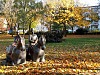 Herbst am Emmaplatz